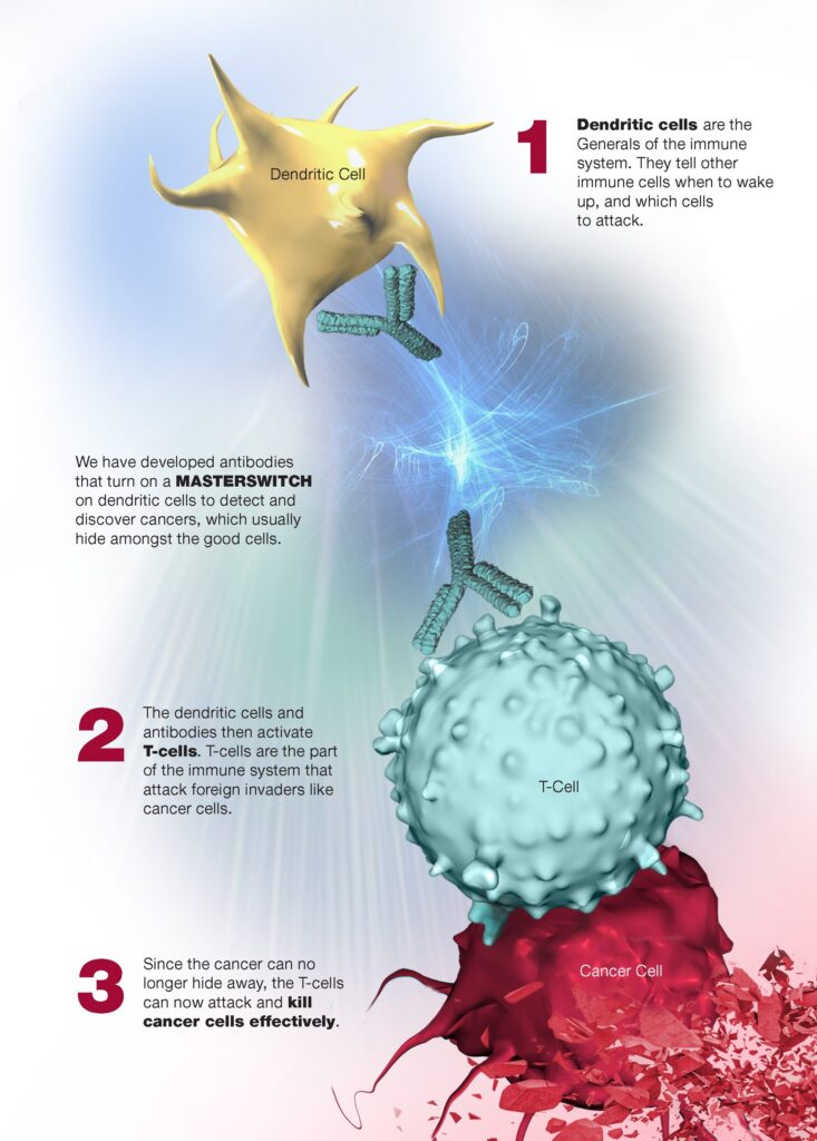 1 Dendritic cells are the generals of the immune system. They tell other immune cells when to wake up and which cells to attack. We have developed antibodied that turn on a master switch on dendritic cells to detect and discover cancers, which usually hide amoungst the good cells 2 The dendritic cells and the antibodies then activate T-cells. 3 Since the cancer can no longer hide away, the T-cells can now attack and kill cancer cells effectively.